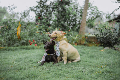 Dogs sitting on field