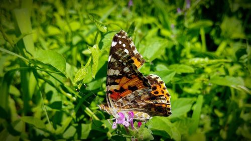 Close-up of butterfly pollinating flower