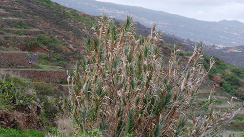 Plants growing on mountain