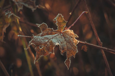 nature