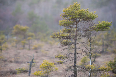 Plants growing on tree