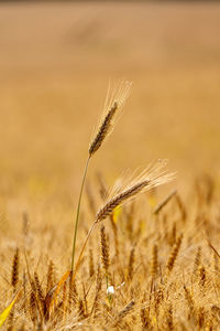 Close-up of wheat growing on field