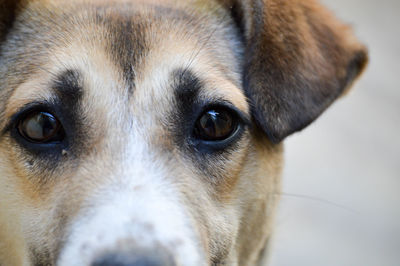 Close-up portrait of dog