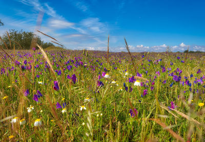 Purple flowering plants on field against sky