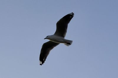 Low angle view of seagull flying in sky
