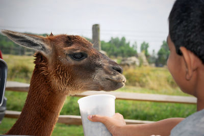 Close-up of boy feeding llama against sky