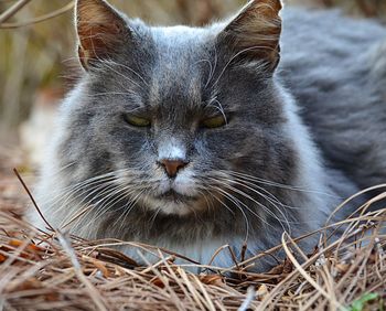 Portrait of cat