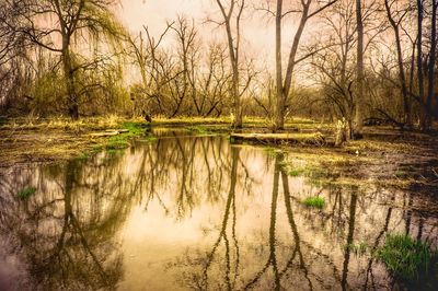 Reflection of trees in lake