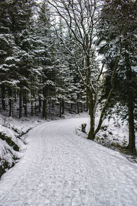 Snow covered road amidst trees in city