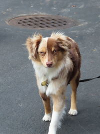 High angle portrait of dog standing on street in city