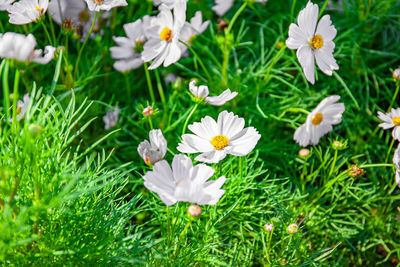 Close-up of white daisy flowers on field
