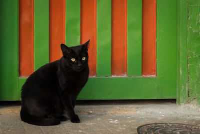 Portrait of black cat sitting outdoors