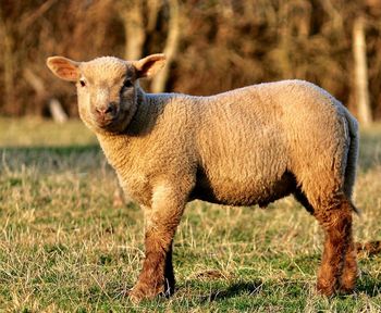 Portrait of sheep on grass