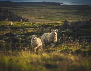 Sheep grazing on grassy field