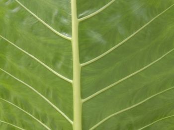 Full frame shot of leaf