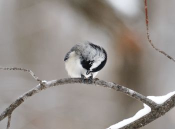 Black-capped chickadee perching on tree