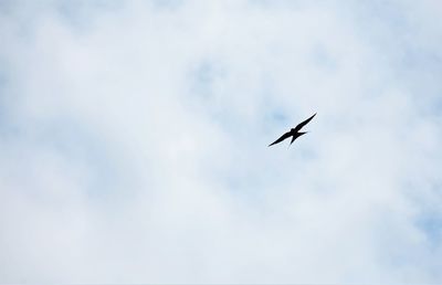 Low angle view of bird flying in sky