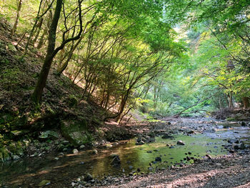Scenic view of river amidst trees in forest