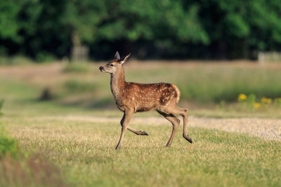 Side view of deer walking on land