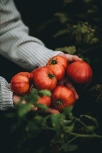 Cropped hands of farmer holding tomatoes