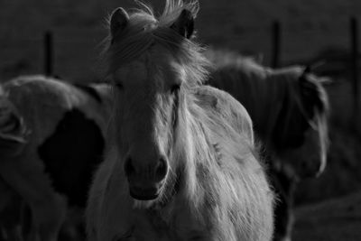 Close-up of horse