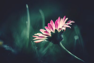 Close-up of pink flower