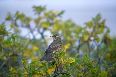 Bird perching on a tree