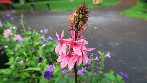 Close-up of pink flowers in park