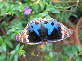 Close-up of butterfly perching on plant