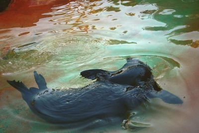 High angle view of fish swimming in water