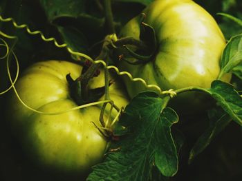 Close-up of fruit