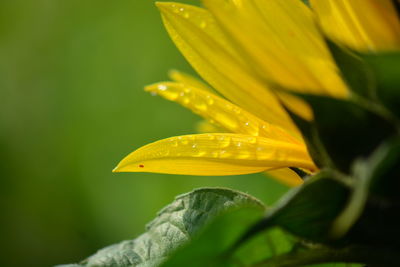 Close-up of raindrops on yellow flower