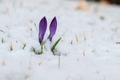 Close-up of snow on field