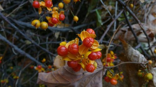 Close-up of red leaves