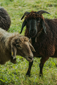 Sheep standing on field