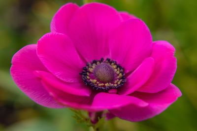 Close-up of pink flower