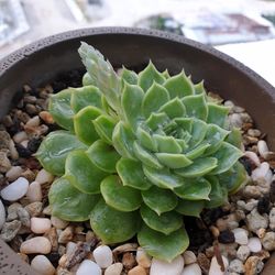 High angle view of succulent plant