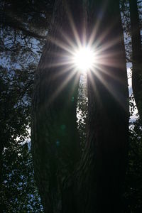 Sun shining through trees