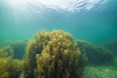 View of coral swimming underwater