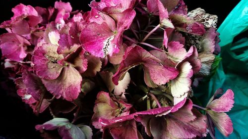 Close-up of pink flowers