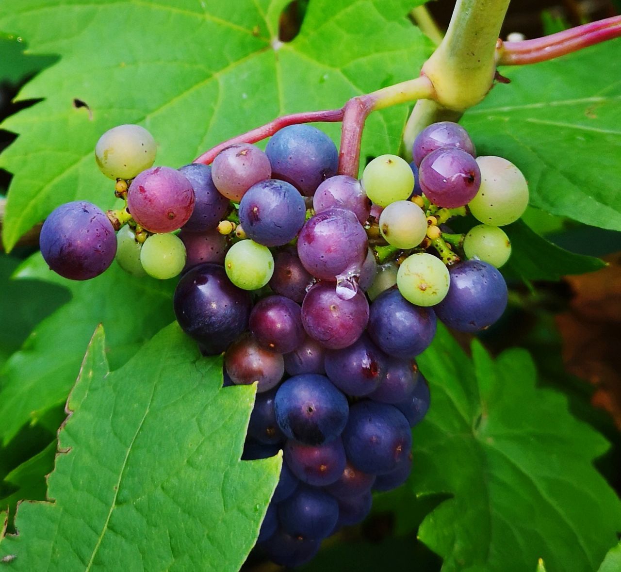 fruit, healthy eating, plant part, food, leaf, food and drink, freshness, growth, grape, green color, plant, close-up, agriculture, nature, wellbeing, day, vineyard, bunch, tree, no people, ripe, outdoors, winemaking, purple, plantation