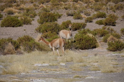 Deer standing on field