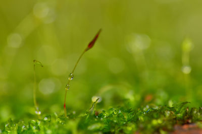 Close-up of wet grass on field