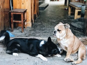 Two dogs sleeping on wood