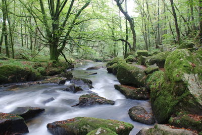 Stream flowing through rocks in forest