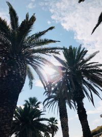 Low angle view of palm trees against sky