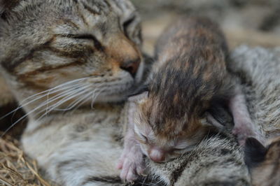 Close-up of cat with infant outdoors