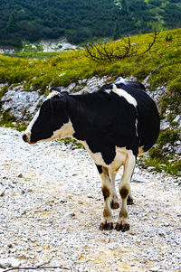 Cow standing in a field