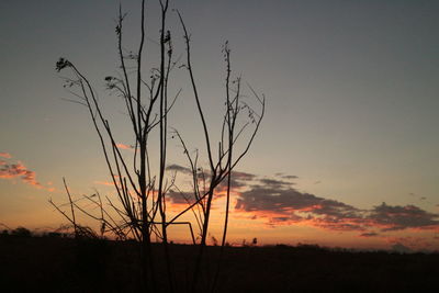 Silhouette plants on field against sky during sunset