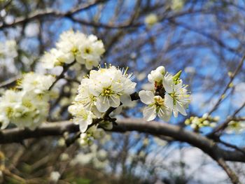 Low angle view of cherry blossoms in spring